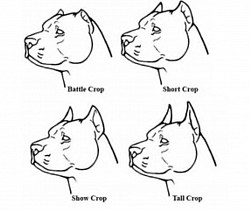 Ear crop on dogs