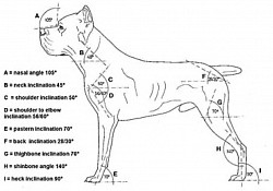 Cane corso breed standard